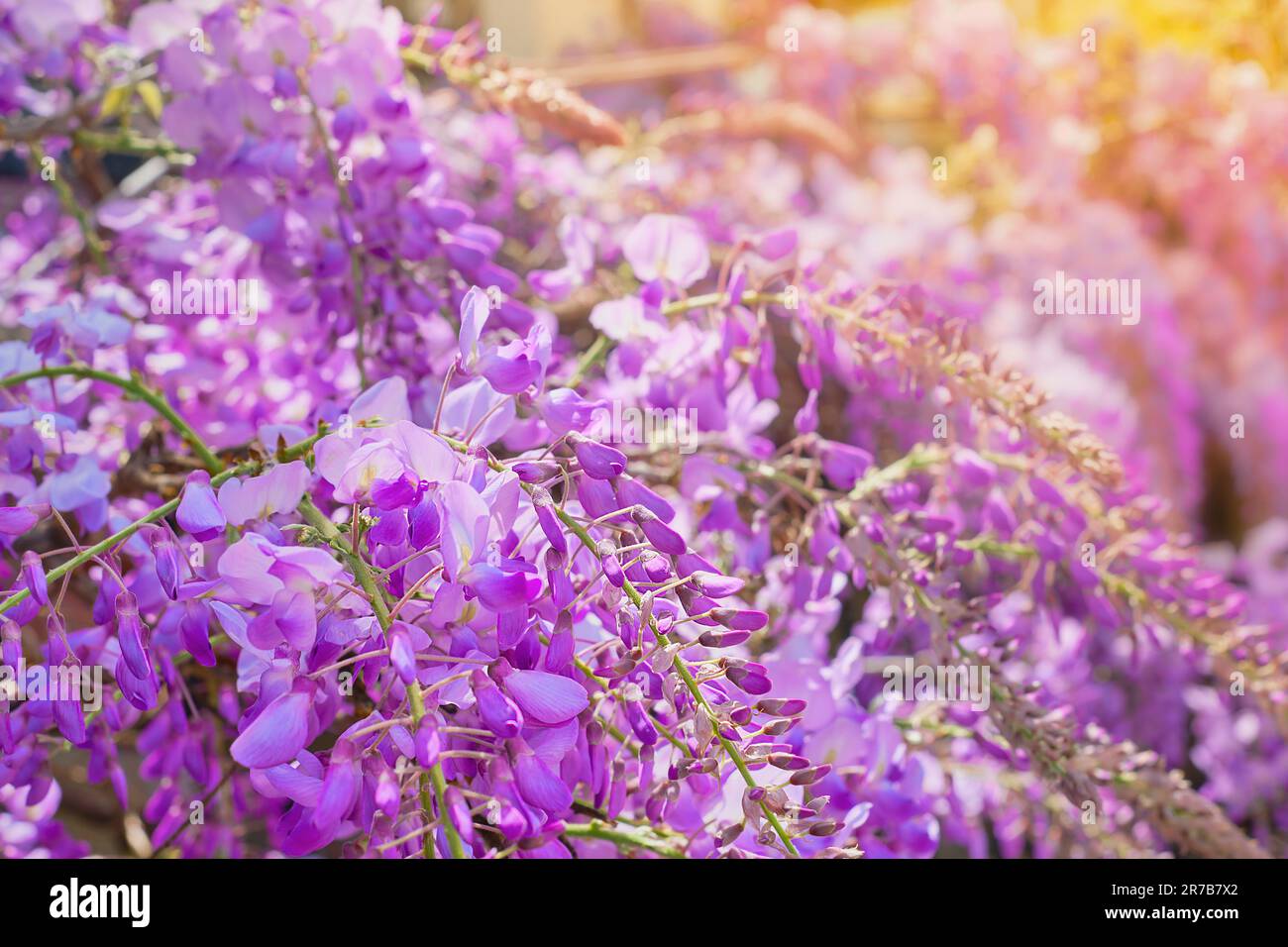 Wisteria Blumen Nahaufnahme in Hintergrundlicht, sanfter, selektiver Fokus, Idee für einen Hintergrund oder eine Postkarte, Frühlingsreisen ins mittelmeer. Stockfoto