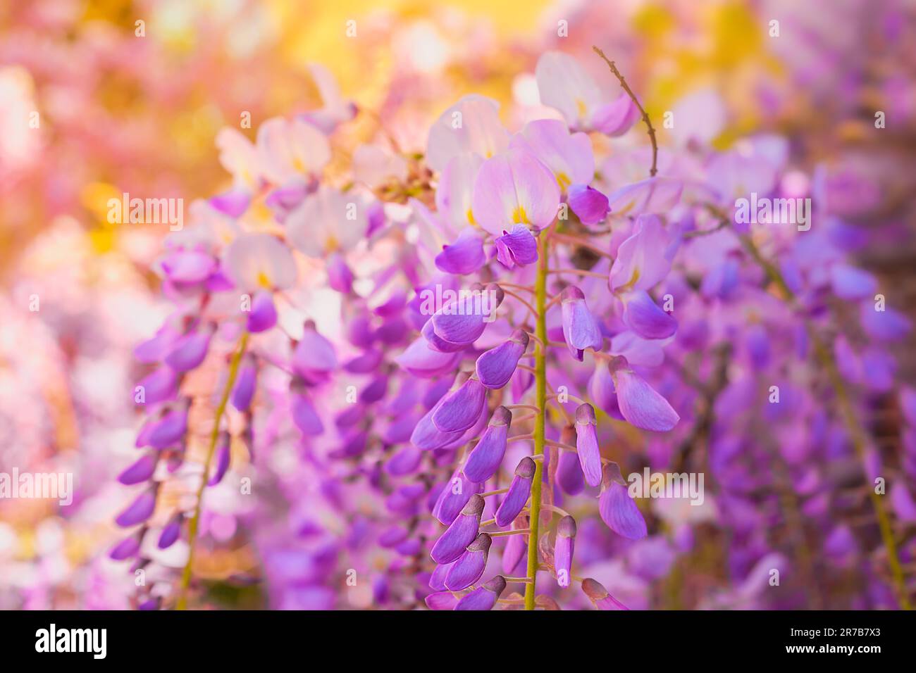 Zarte Zweige von Wisteria Blumen aus der Nähe, weicher selektiver Fokus, Idee für einen Hintergrund oder eine Postkarte, Frühlingsreisen ins mittelmeer Stockfoto