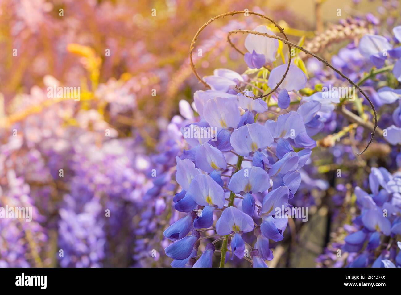 Zarte, lila Zweige von Wisteria Blüten aus der Nähe, weicher, selektiver Fokus, Idee für einen Hintergrund oder eine Postkarte, Frühlingsreisen ins mittelmeer. Stockfoto