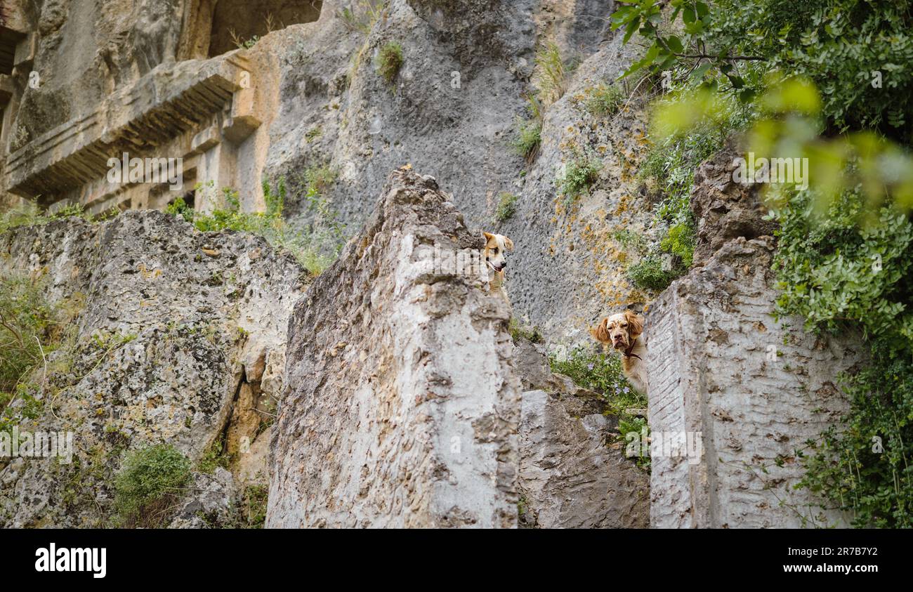 Hunde auf den alten berühmten lykischen Felsgräbern in den Felsenhöhlen. Das Leben von Haushunden auf einem Spaziergang in den Bergen, die Hunde schauen in die Kamera Stockfoto