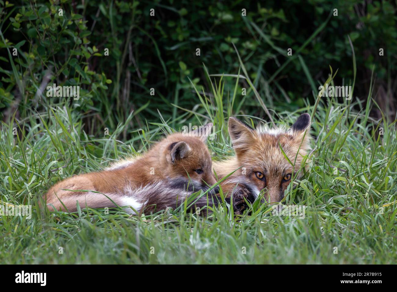 Großer Bruder, Kleiner Bruder Stockfoto