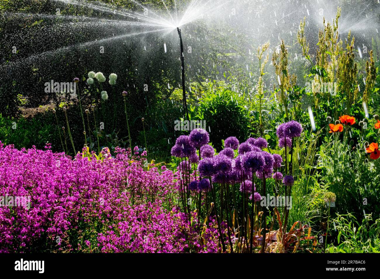 Die Gartenszene, der bewässernde Garten, die Blumen, der Fall, das Wasser, Sprinkler, Sprühen Stockfoto