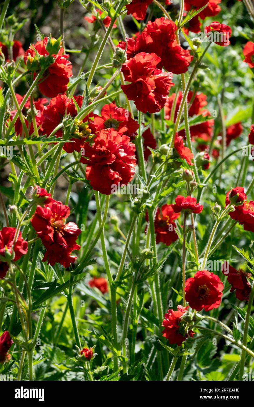 Rot, Garten, Blume, Geum Scarlet Tempest, Blumen, Pflanzen, Anbau, Pflanzen Stockfoto