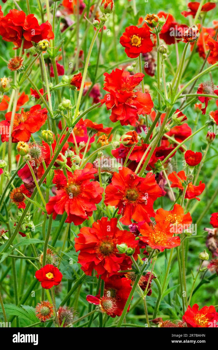 Rot, Garten, Blume, Geum Scarlet Tempest, Stockfoto