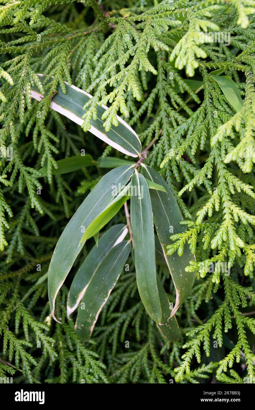 Japanische Hiba Cypress, Thujopsis dolabrata und Bambusblätter Stockfoto