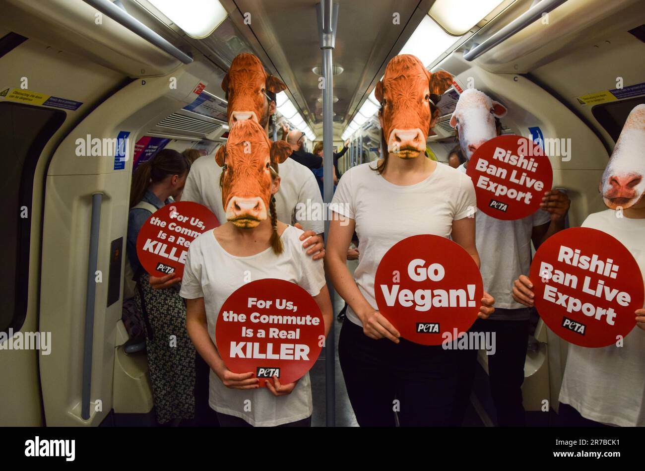 London, Großbritannien. 14. Juni 2023. PETA-Aktivisten (People for the Ethical Treatment of Animals), die Schaf- und Kuhmasken trugen und pro-vegane und Anti-Live-Exportplakate hielten, veranstalteten einen Protest in einem Londoner U-Bahn-Zug, in dem gefordert wurde, dass die britische Regierung das Gesetz über gehaltene Tiere wieder einführt und die Ausfuhr lebender Tiere verbietet. (Foto: Vuk Valcic/SOPA Images/Sipa USA) Guthaben: SIPA USA/Alamy Live News Stockfoto