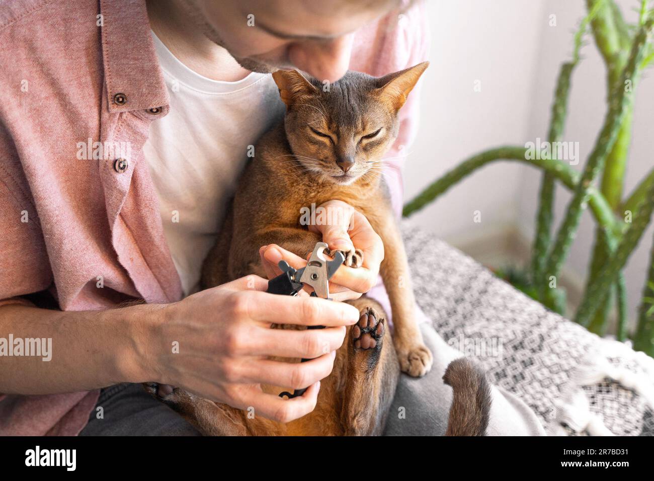 Katzenkrallen einschneiden. Weißer Mann in einem pinkfarbenen Hemd und einem weißen T-Shirt mit Schere trimmt die Nägel seiner Katze zu Hause. Konzept der Tiergesundheitsfürsorge und Stockfoto