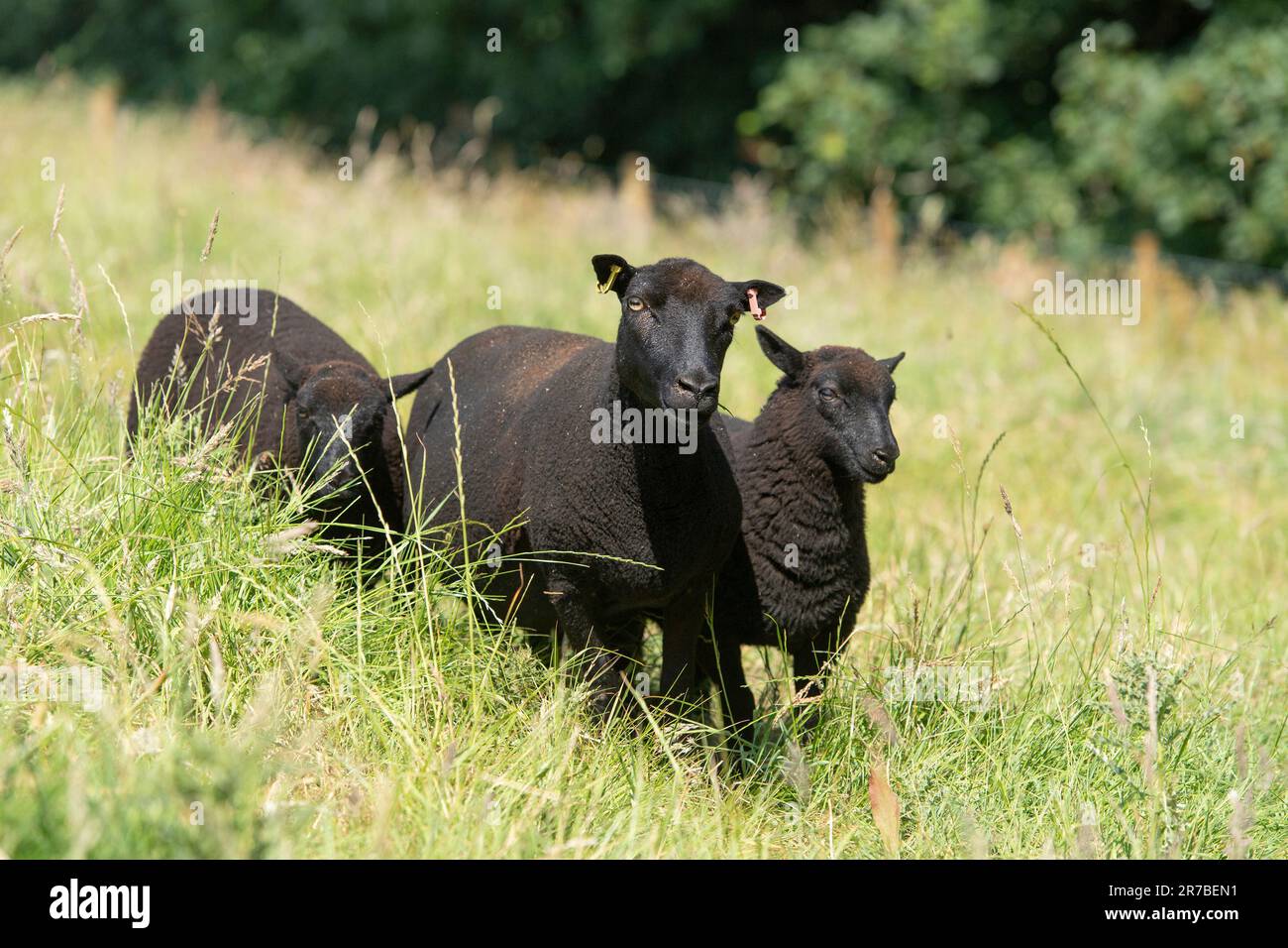 Schwarzes walisisches Gebirgsschaf und Lämmer Stockfoto