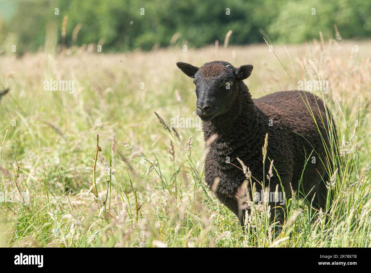 Schwarzes walisisches Berglamm Stockfoto