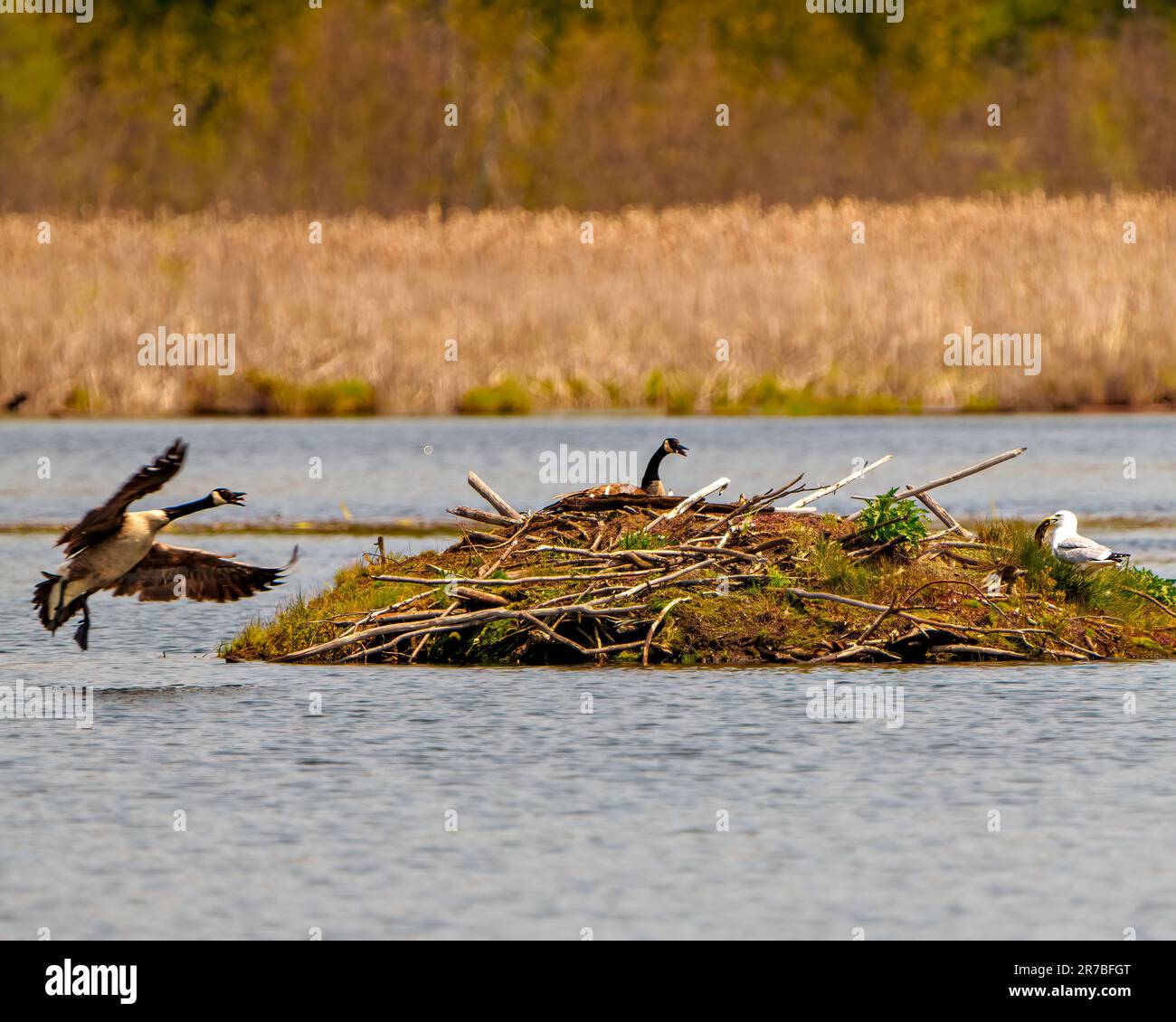 Kanadische Gänse beschützen ihr Nest in einer Biberhütte. Am Nest vorbeifliegen, mit gespreizten Flügeln und offenem Schnabel. Landschaft. Möwe mit Fisch. Stockfoto