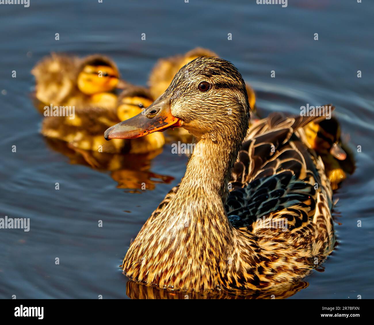 Entenmutter mit ihren kleinen Küken, die im Wasser schwimmen, mit Seerosse umgeben und ihren Lebensraum und ihre Umgebung in der Abendsonne genießen. Stockfoto