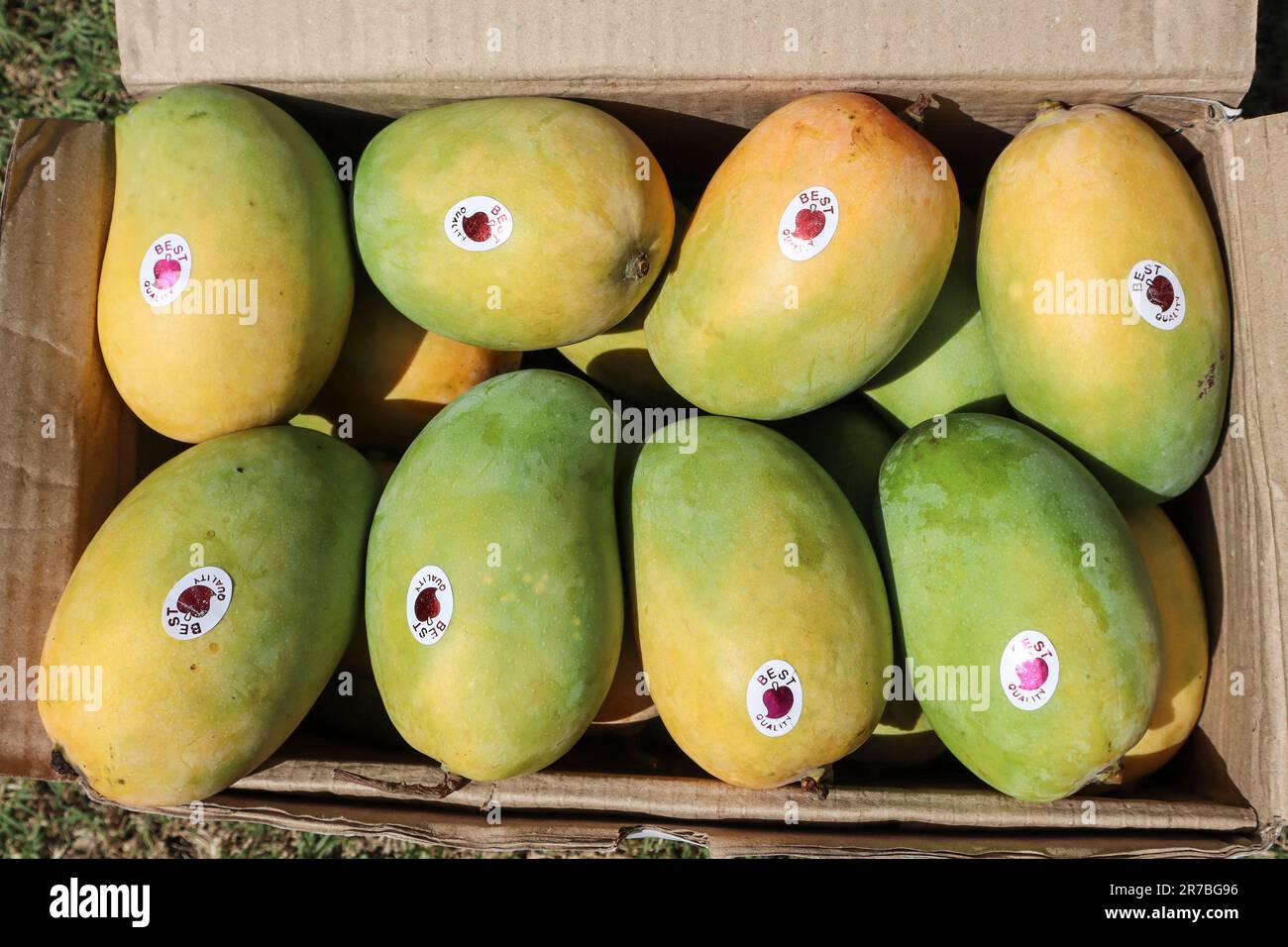 Schachtel Mangos mit speziellem Gir Kesar Mango. König der Früchte Mango. Mango-Hintergrund Stockfoto