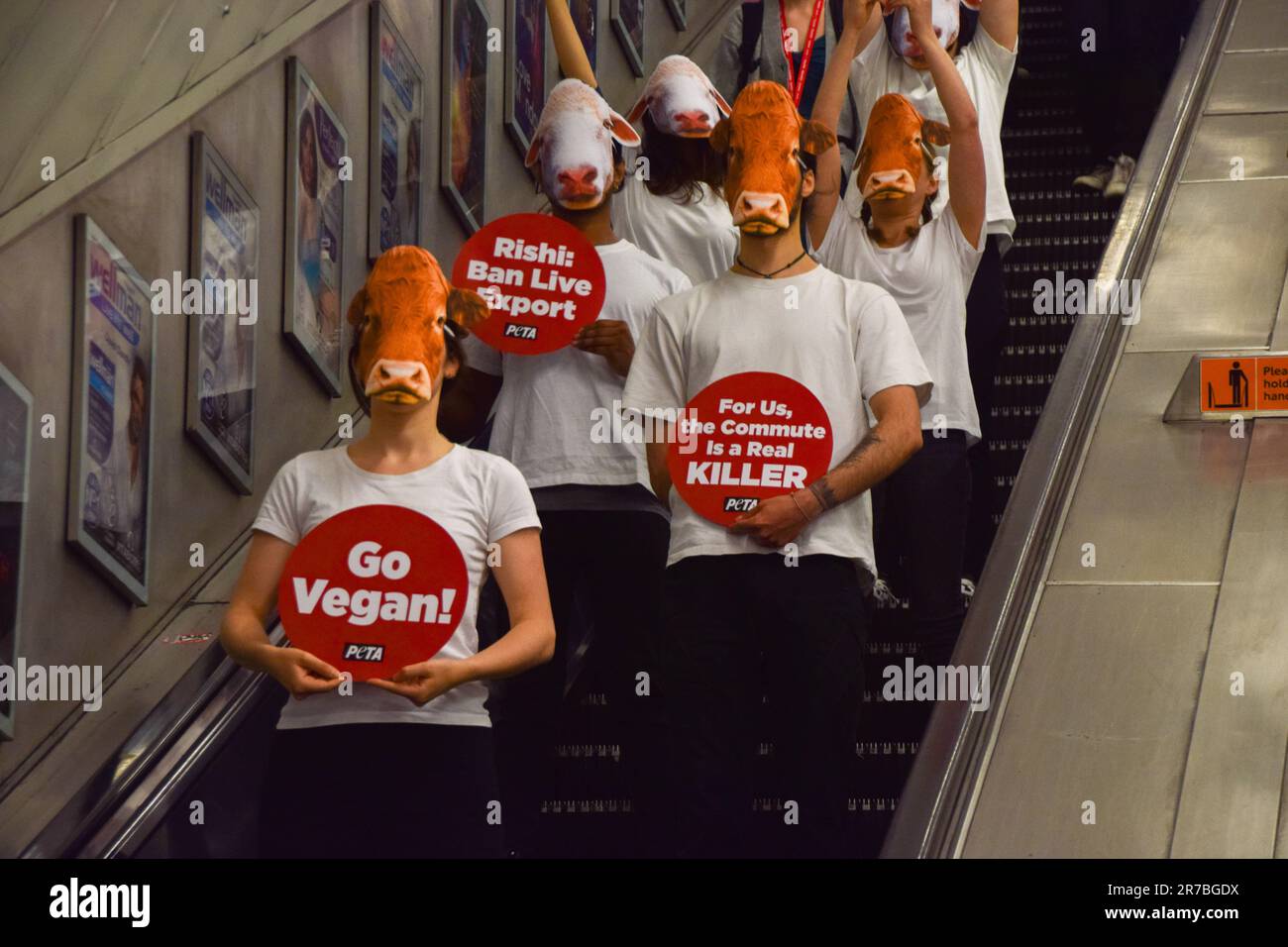 London, Großbritannien. 14. Juni 2023 PETA-Aktivisten, die Schaf- und Kuhmasken tragen, veranstalten einen Protest in einem Londoner U-Bahn-Zug, in dem gefordert wird, dass die britische Regierung das Gesetz über gehaltene Tiere wieder einführt und Exporte lebender Tiere verbietet. Stockfoto