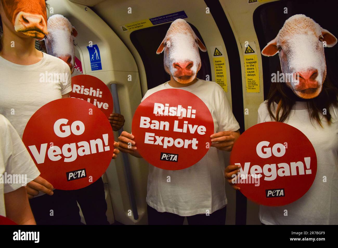 London, Großbritannien. 14. Juni 2023 PETA-Aktivisten, die Schaf- und Kuhmasken tragen, veranstalten einen Protest in einem Londoner U-Bahn-Zug, in dem gefordert wird, dass die britische Regierung das Gesetz über gehaltene Tiere wieder einführt und Exporte lebender Tiere verbietet. Stockfoto