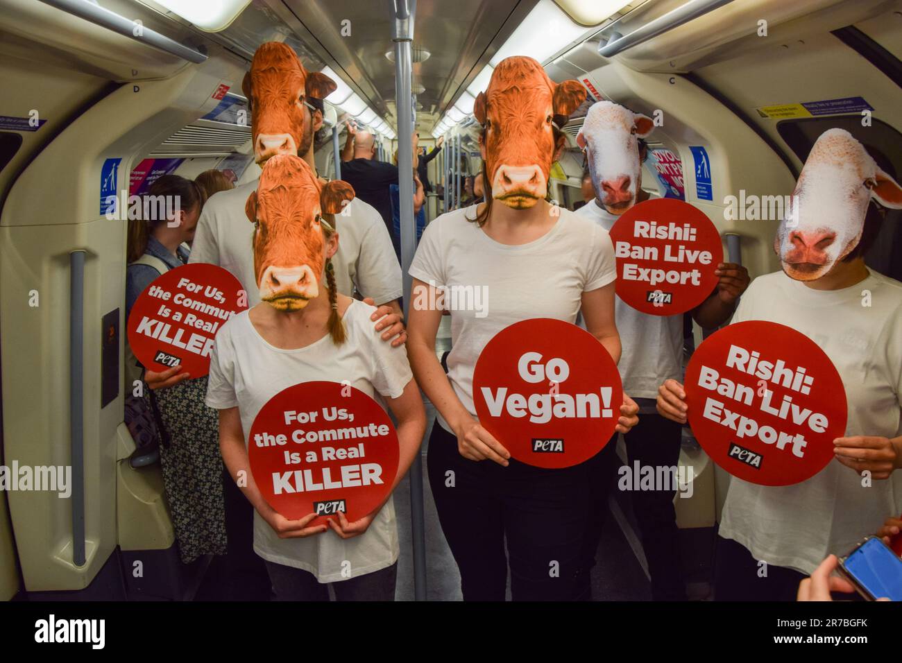 London, Großbritannien. 14. Juni 2023 PETA-Aktivisten, die Schaf- und Kuhmasken tragen, veranstalten einen Protest in einem Londoner U-Bahn-Zug, in dem gefordert wird, dass die britische Regierung das Gesetz über gehaltene Tiere wieder einführt und Exporte lebender Tiere verbietet. Stockfoto