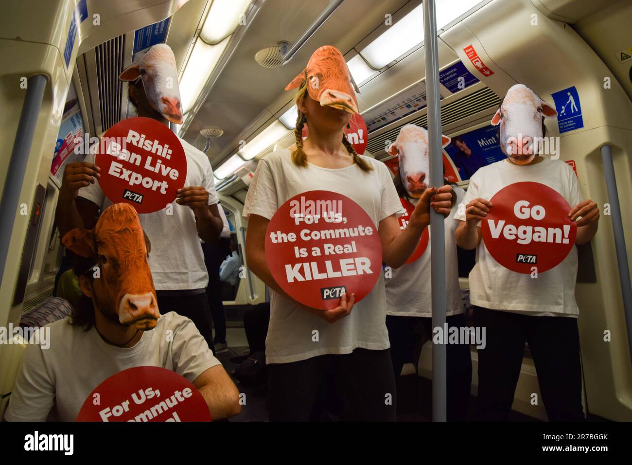 London, Großbritannien. 14. Juni 2023 PETA-Aktivisten, die Schaf- und Kuhmasken tragen, veranstalten einen Protest in einem Londoner U-Bahn-Zug, in dem gefordert wird, dass die britische Regierung das Gesetz über gehaltene Tiere wieder einführt und Exporte lebender Tiere verbietet. Stockfoto