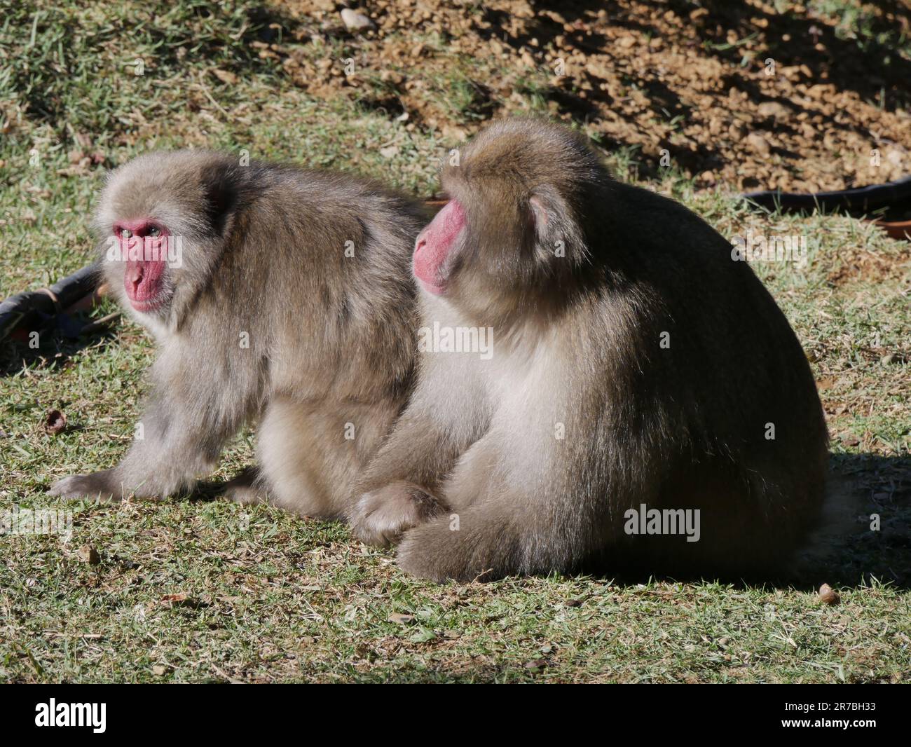 Zwei japanische Makaken in Arashiyama, Kyoto, japan. Macaca fuscata, Japanische Affen Stockfoto