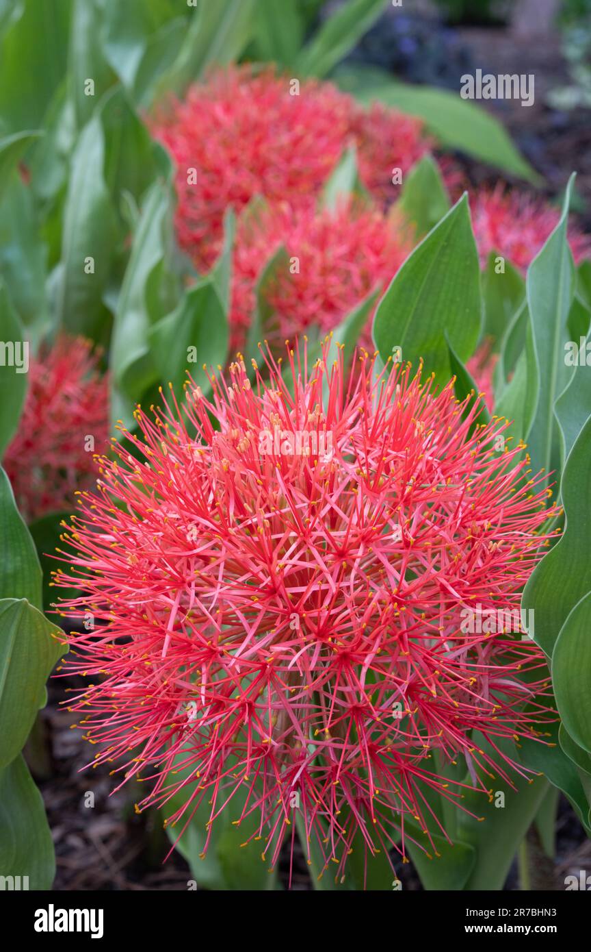 Die leuchtend roten Blüten der Blutlilie, Scadoxus multiflorus, die im Sommergarten blüht. Stockfoto