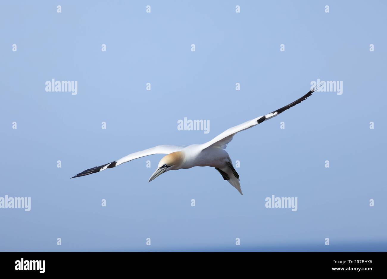 Nördliche Gannette, die über den Ozean fliegt Stockfoto