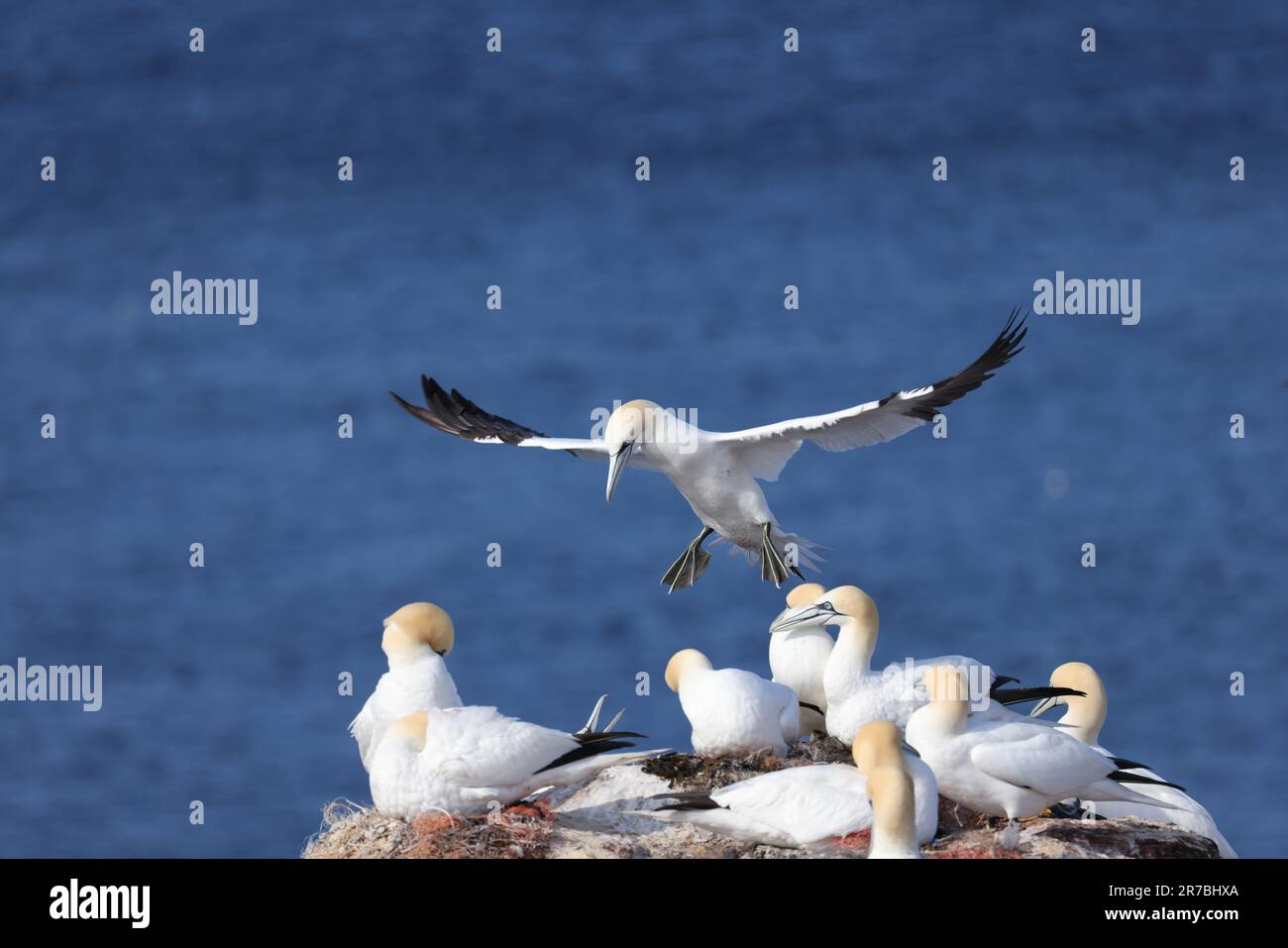 Nördlicher Gannet, der über einer Kolonie nördlicher Gannets fliegt Stockfoto