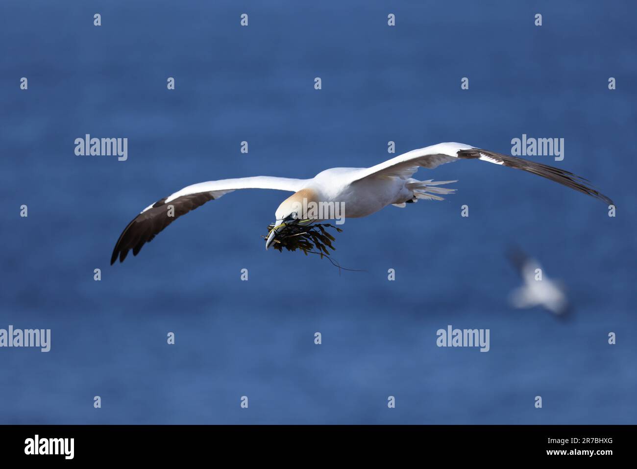 Nördlicher Gannet mit Seetang im Schnabel während des Fluges Stockfoto