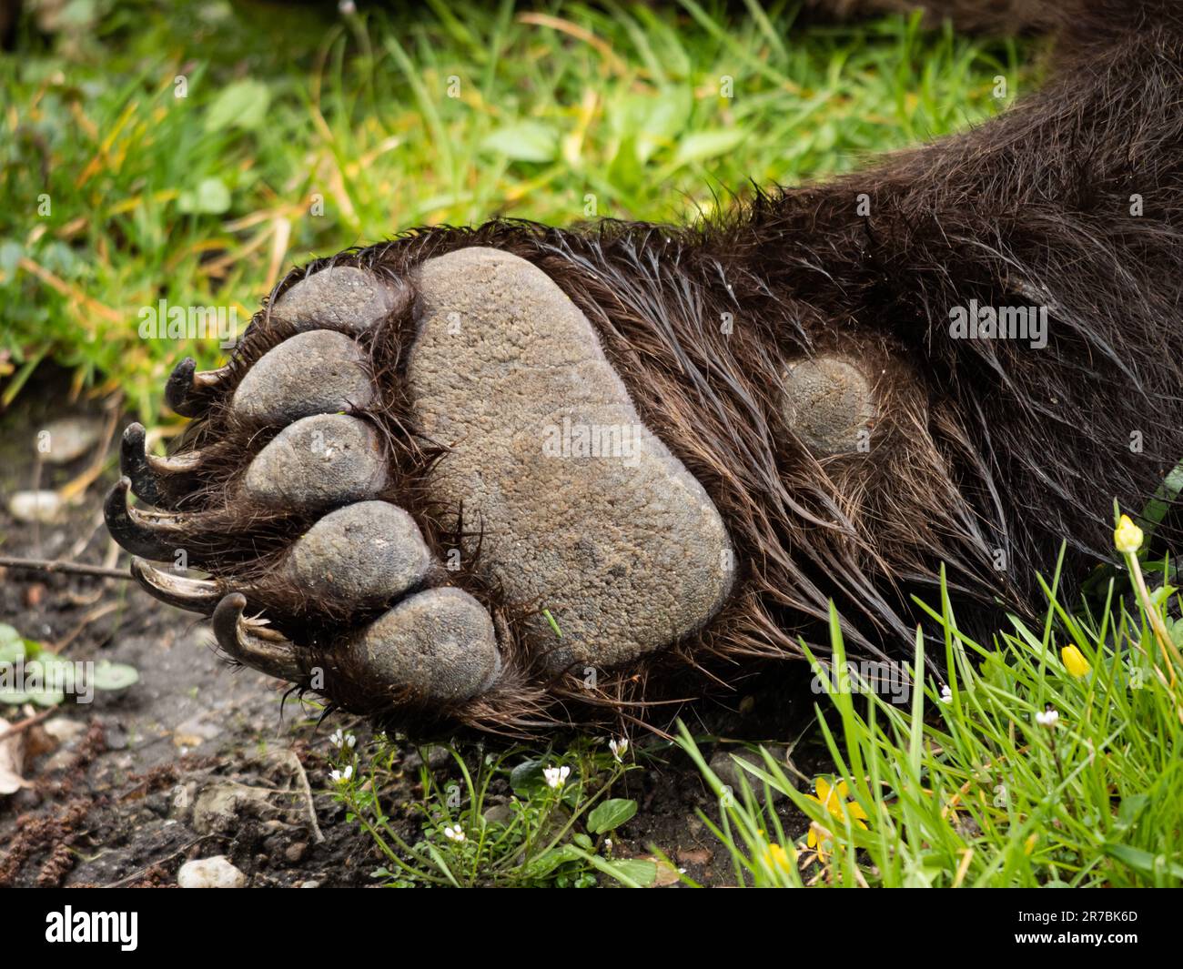 Die Vorpfote eines Braunbären (Ursus arctos). Pfote mit Klauen auf grünem Gras. Nahaufnahme des vorderen Beins mit nassem Fell. Stockfoto