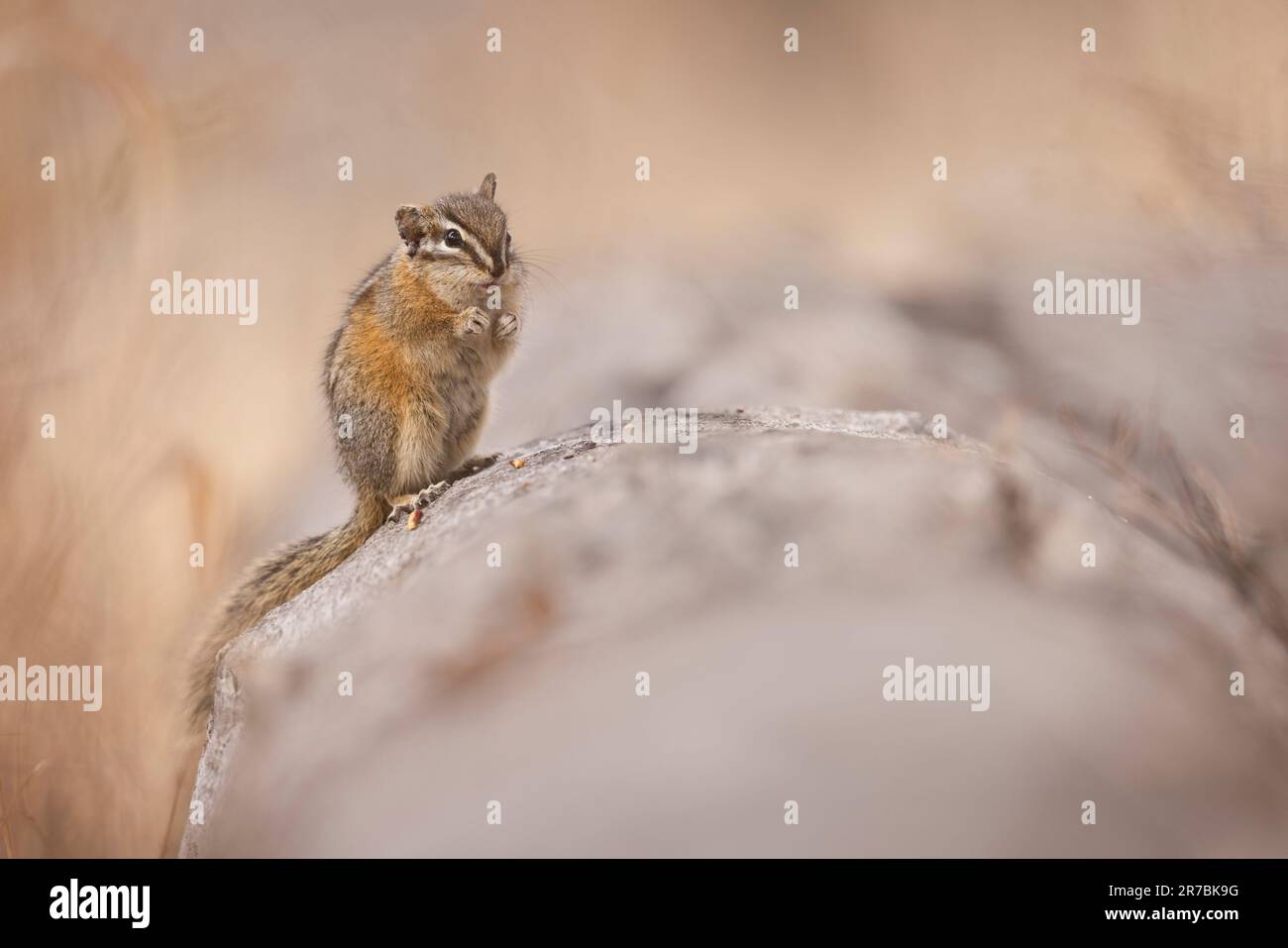 Ein bezaubernder Streifenhörnchen, hoch oben auf einem schneebedeckten Felsen, der sich in die Ferne blicken lässt Stockfoto