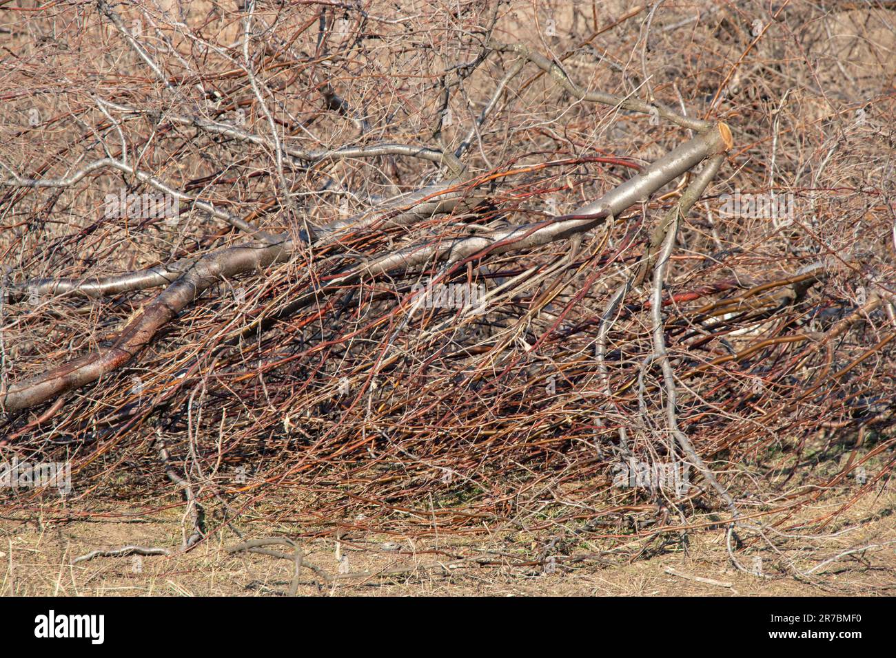 Tagsüber ein Haufen kleiner, gesägter Äste im Wald Stockfoto