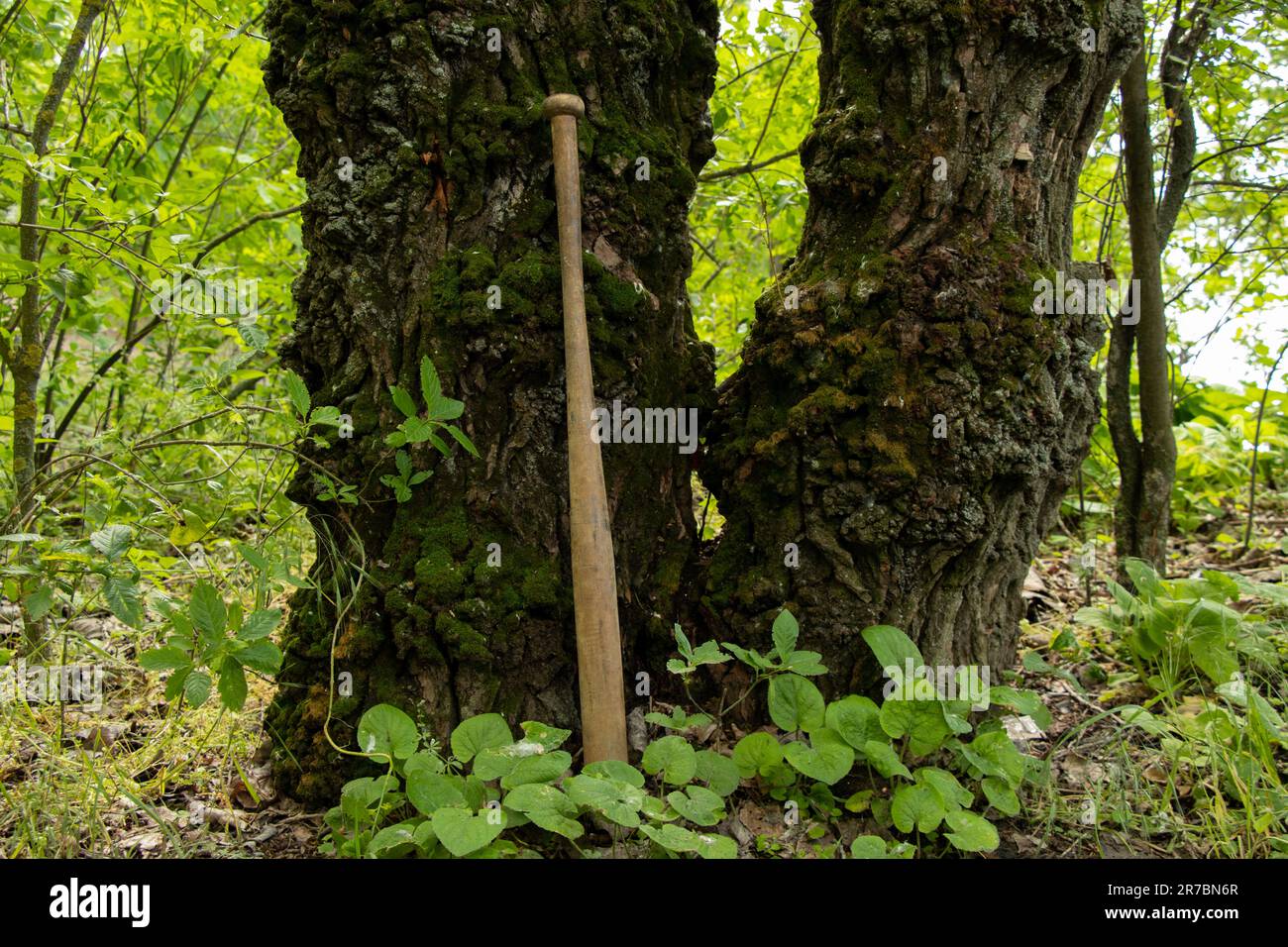 Ein hölzerner Baseballschläger steht neben einem Baum im Wald, ein Schläger zur Selbstverteidigung Stockfoto