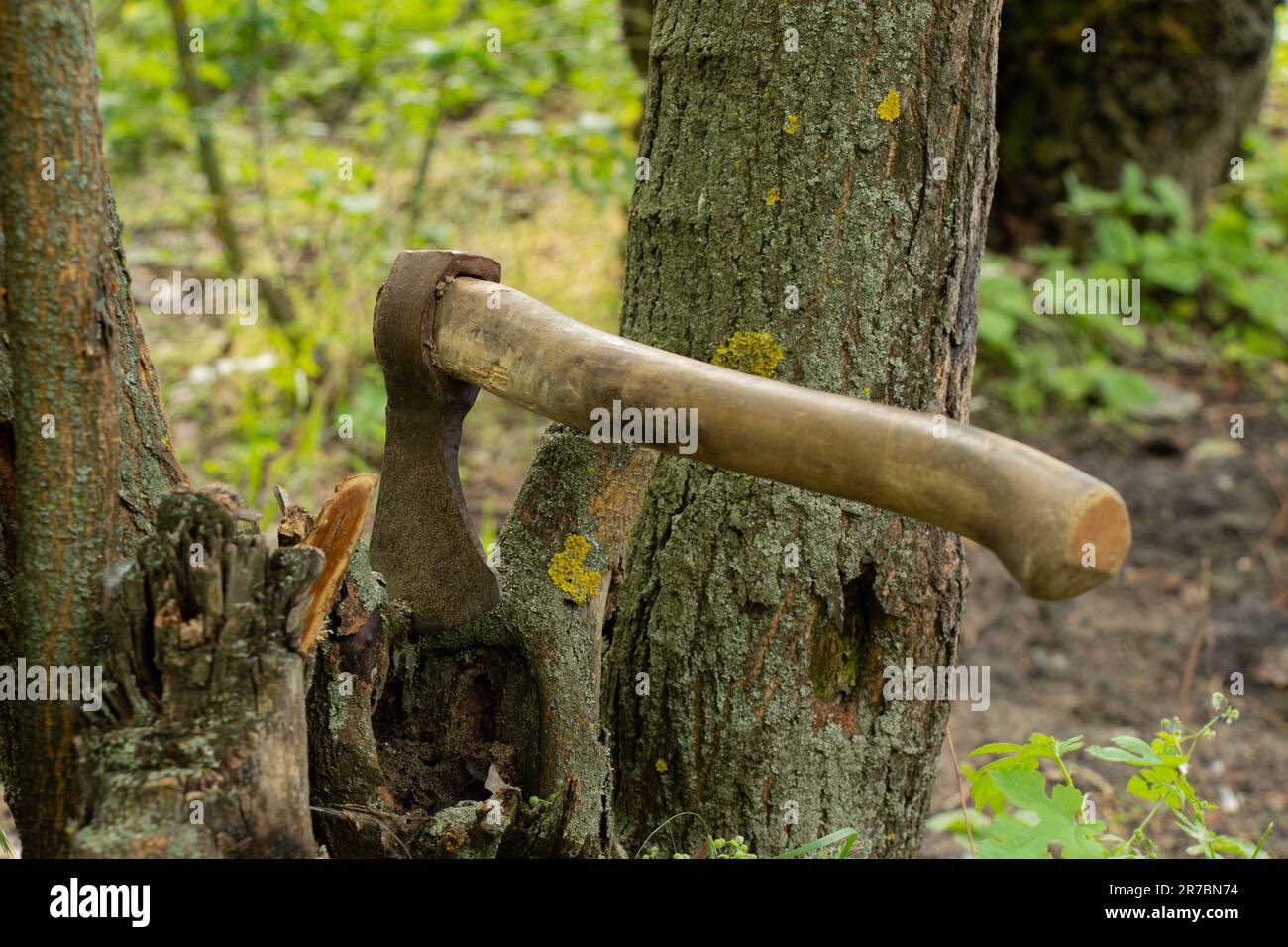 Alte Axt steht in einem Baum in einem Wald in der Sonne auf einem Grashintergrund Stockfoto