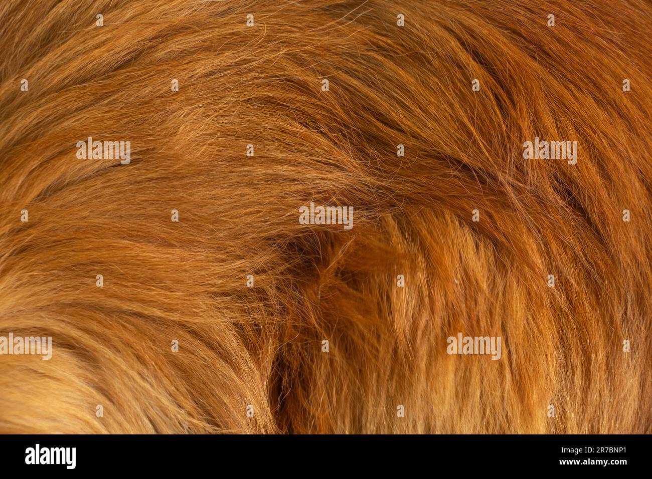 Natürliches rotes Haar eines Tieres im Hintergrund Stockfoto