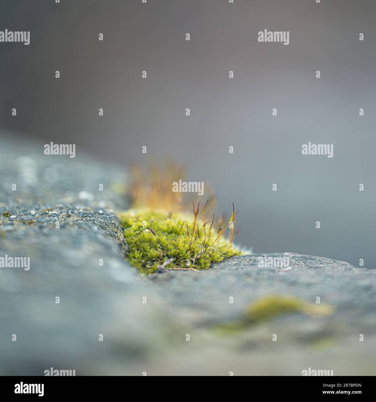 Eine Makroaufnahme eines kleinen Flecks grünen Moos, das auf einem grauen Betonblock wächst Stockfoto