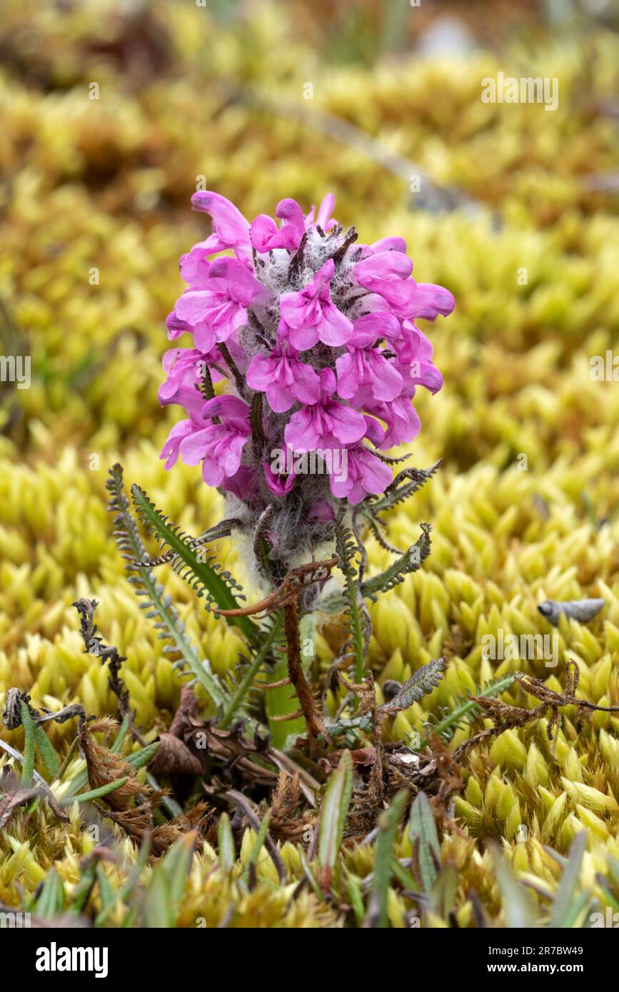 Wildblumen; Wooly Lousewort; Pedicularis lanata Stockfoto