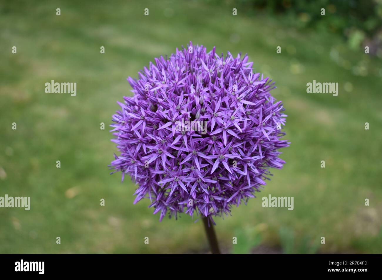 Allium "Purple Sensation" (Zierzwiebel). Stockfoto