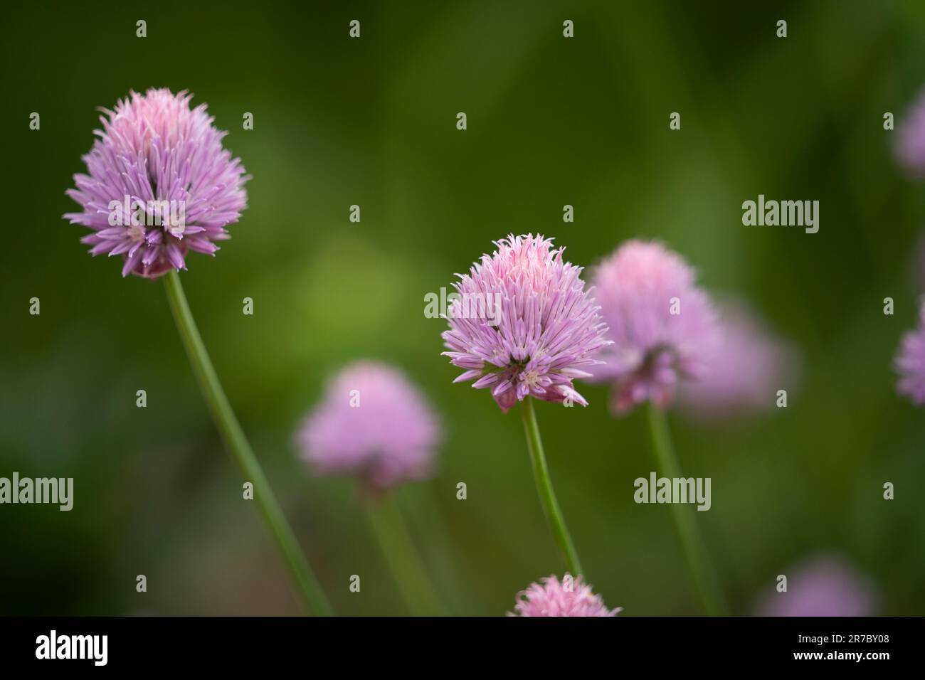 Eine Nahaufnahme der Schnittlauch-Blüten vor einem verschwommenen Hintergrund Stockfoto