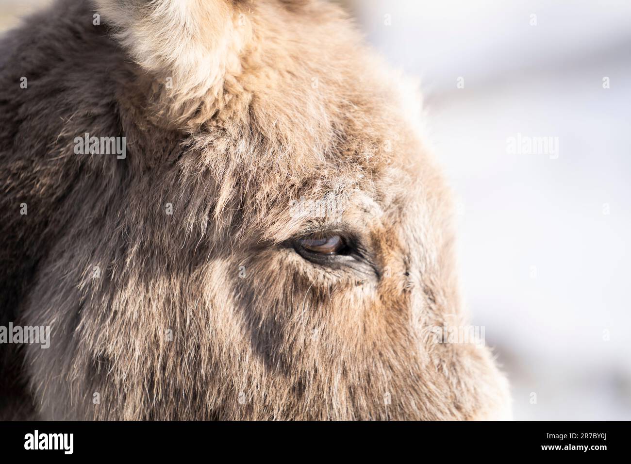 Die Nahaufnahme eines Eselauges im Winter Stockfoto