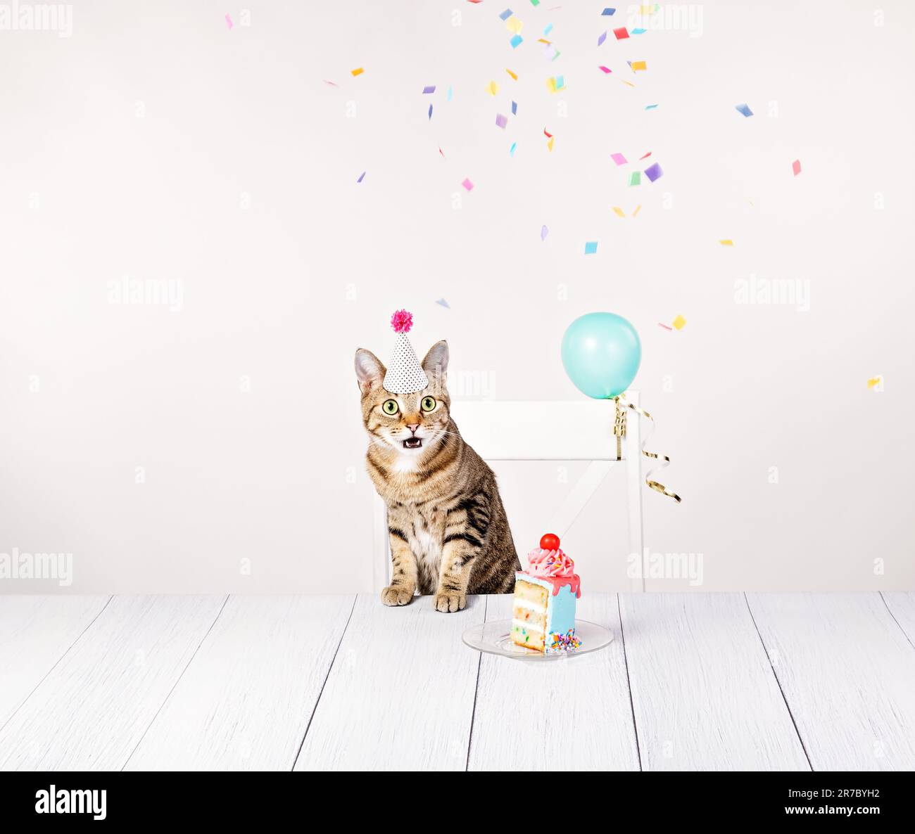 Überraschte Katze auf seiner Geburtstagsparty mit einem Stück Kuchen, Konfetti und Ballons. Stockfoto