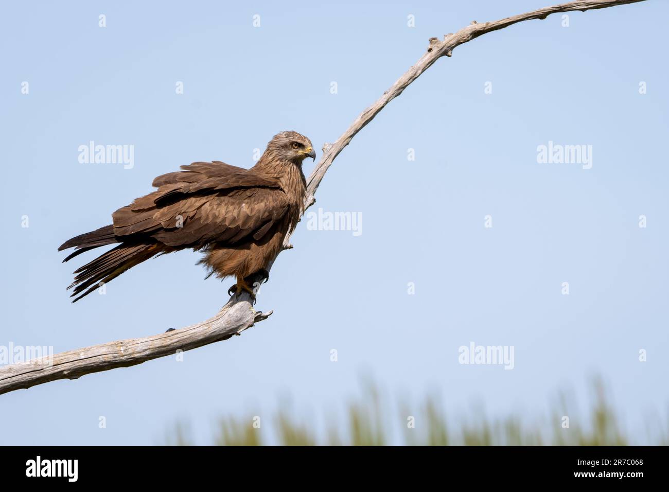 Schwarzer Drachen auf einem Ast - großer Raubvogel Stockfoto