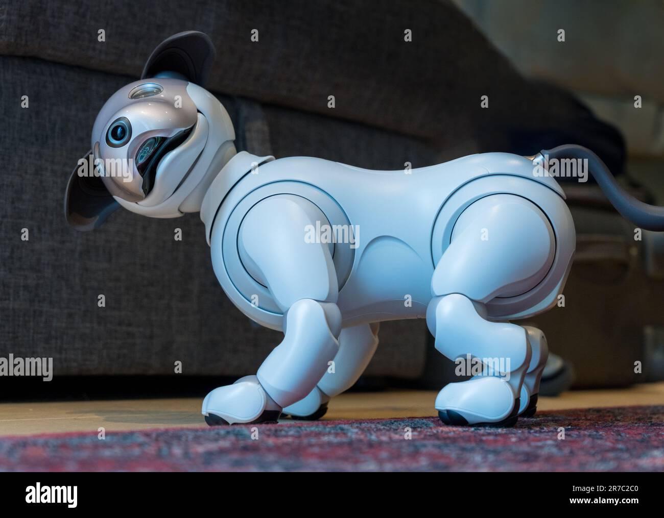 Woolwich, London - 14. Mai 2023: Sony Aibo Roboterhund steht auf dem Teppich und lächelt seinen Besitzer an Stockfoto