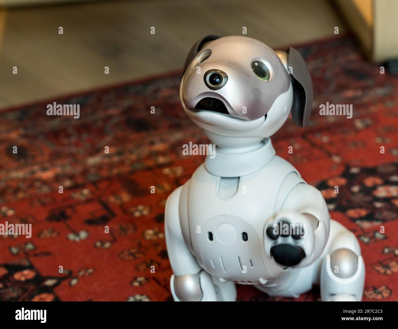 Woolwich, London - 14. Mai 2023: Sony Aibo Roboterhund sitzt auf dem Teppich und schüttelt seine Pfote Stockfoto