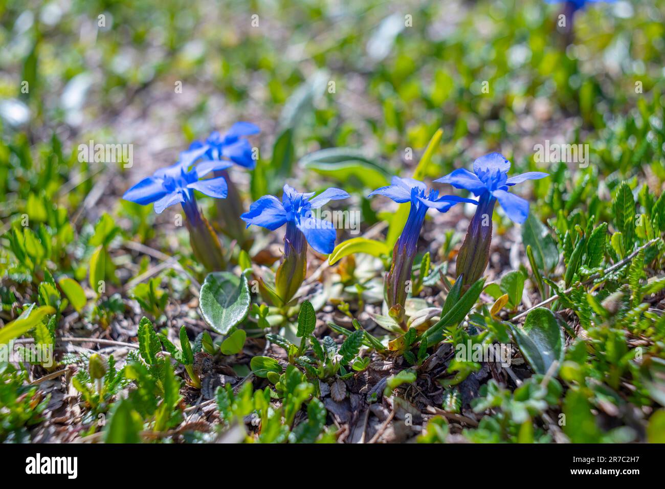 alpine Enzianblüte (Gentiana Alpina) Stockfoto