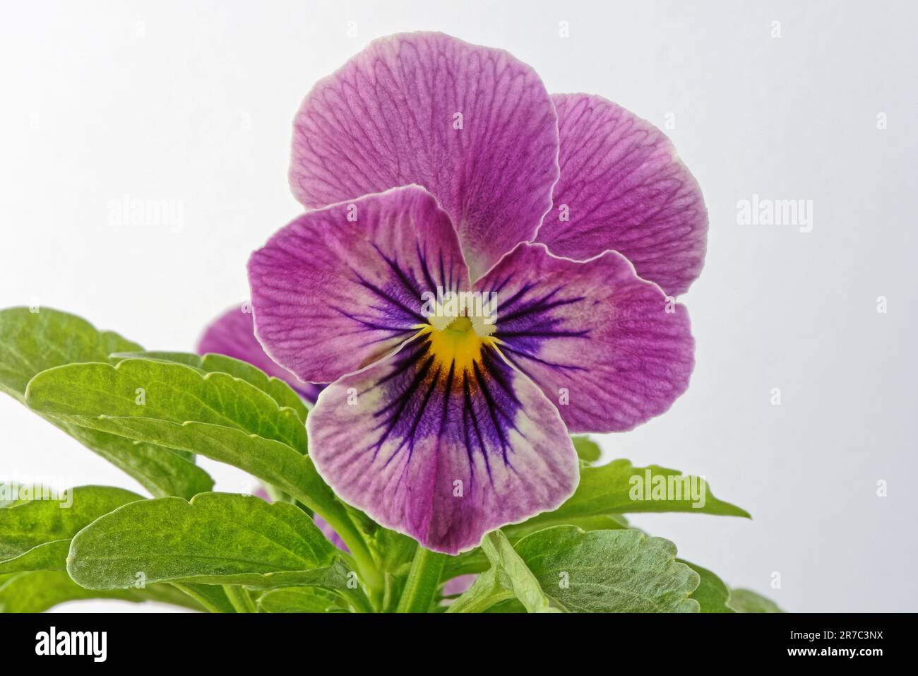 Nahaufnahme einer Viola, oder Pansy, Blume. Viola Tricolor Hortensis. Stockfoto