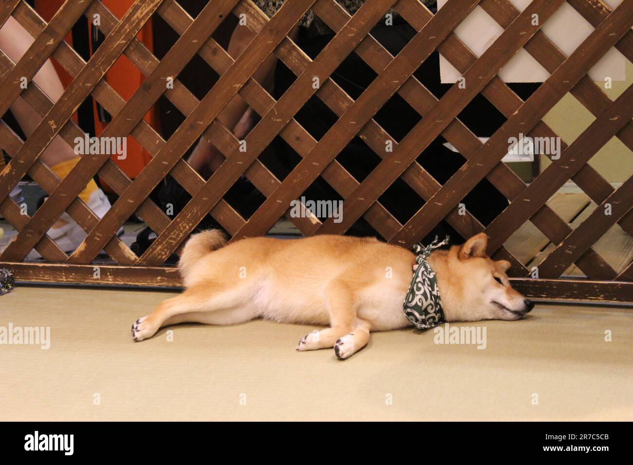 Ein süßes Shiba inu, das sich am Nachmittag in einem Hundecafé in Tokio entspannt. Stockfoto
