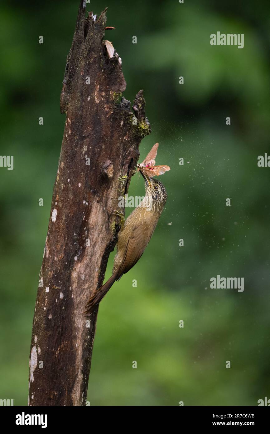 Ein Planalto Woodcreeper (Dendrocolaptes platyrostris), der eine große Motte im atlantischen Regenwald von Südbrasilien isst. Stockfoto