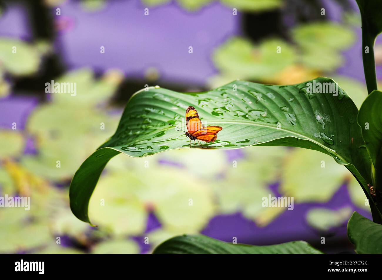 Pose Butterfly Stockfoto