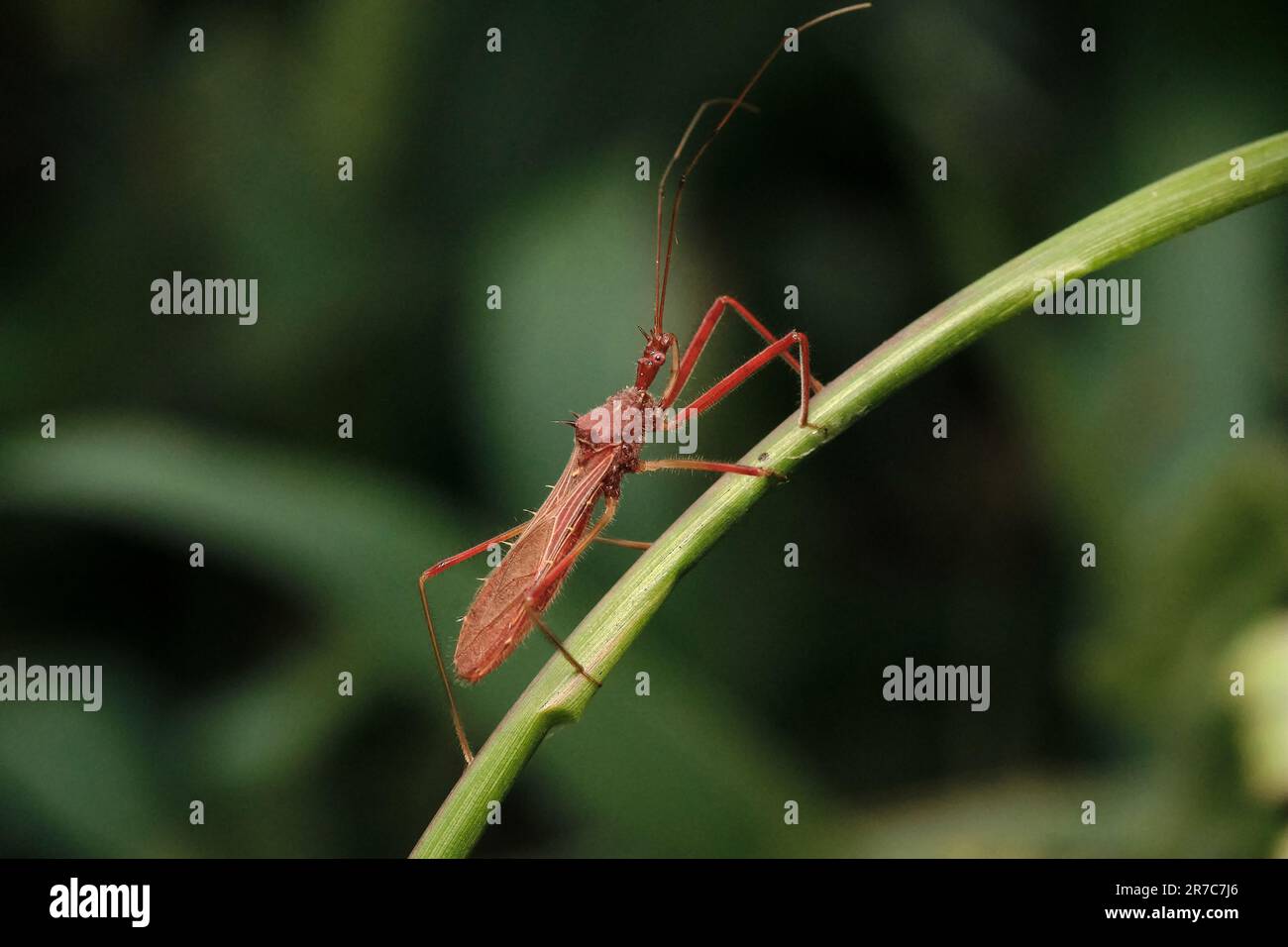 Ein hochauflösendes Nahbild eines Harpactorinae, einer Art von echtem Käfer in der Familie Reduviidae Stockfoto