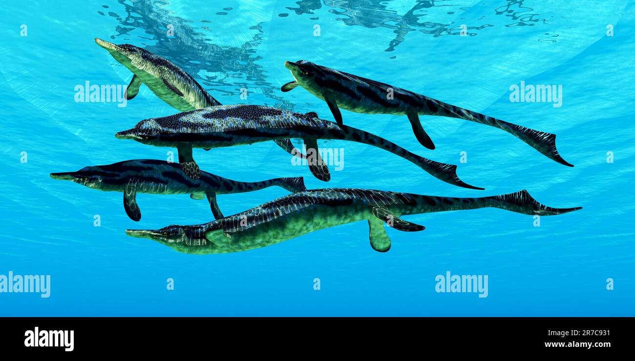 Cymbospondylus war ein fleischfressendes Meeresreptil, das während der Triassic-Zeit in den Meeren Europas und der Vereinigten Staaten lebte. Stockfoto