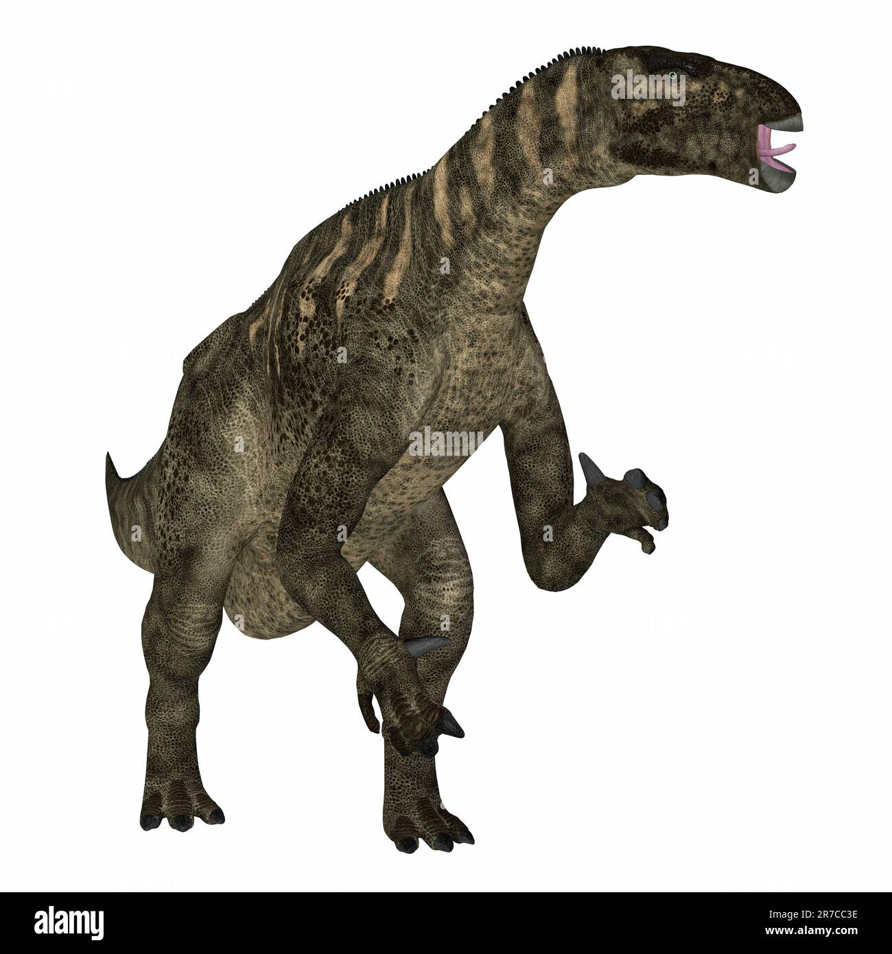 Iguanodon war ein Pflanzenfresser ornithopoden Dinosaurier, die in Europa während der Kreidezeit lebten. Stockfoto