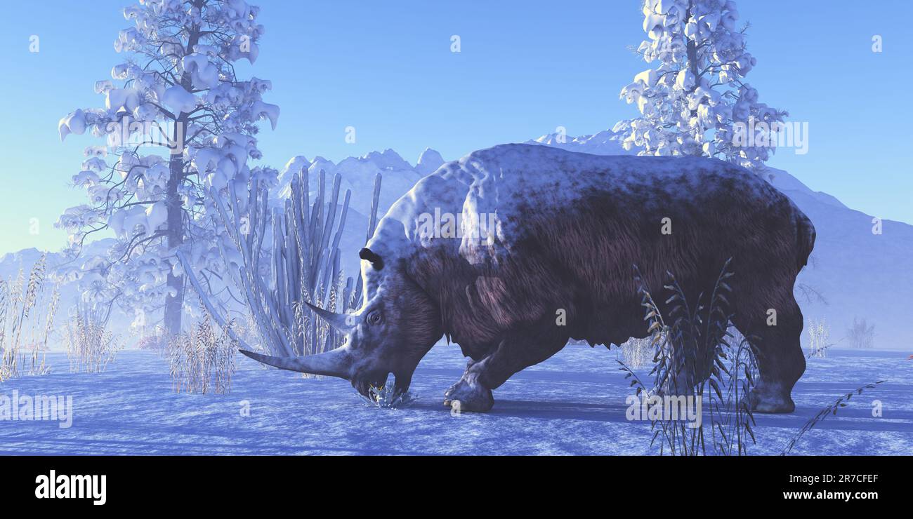 Ein Woolly Rhinoceros isst an einem Wintertag in Europa während der Ära des Pleistozän eine Pflanze. Stockfoto