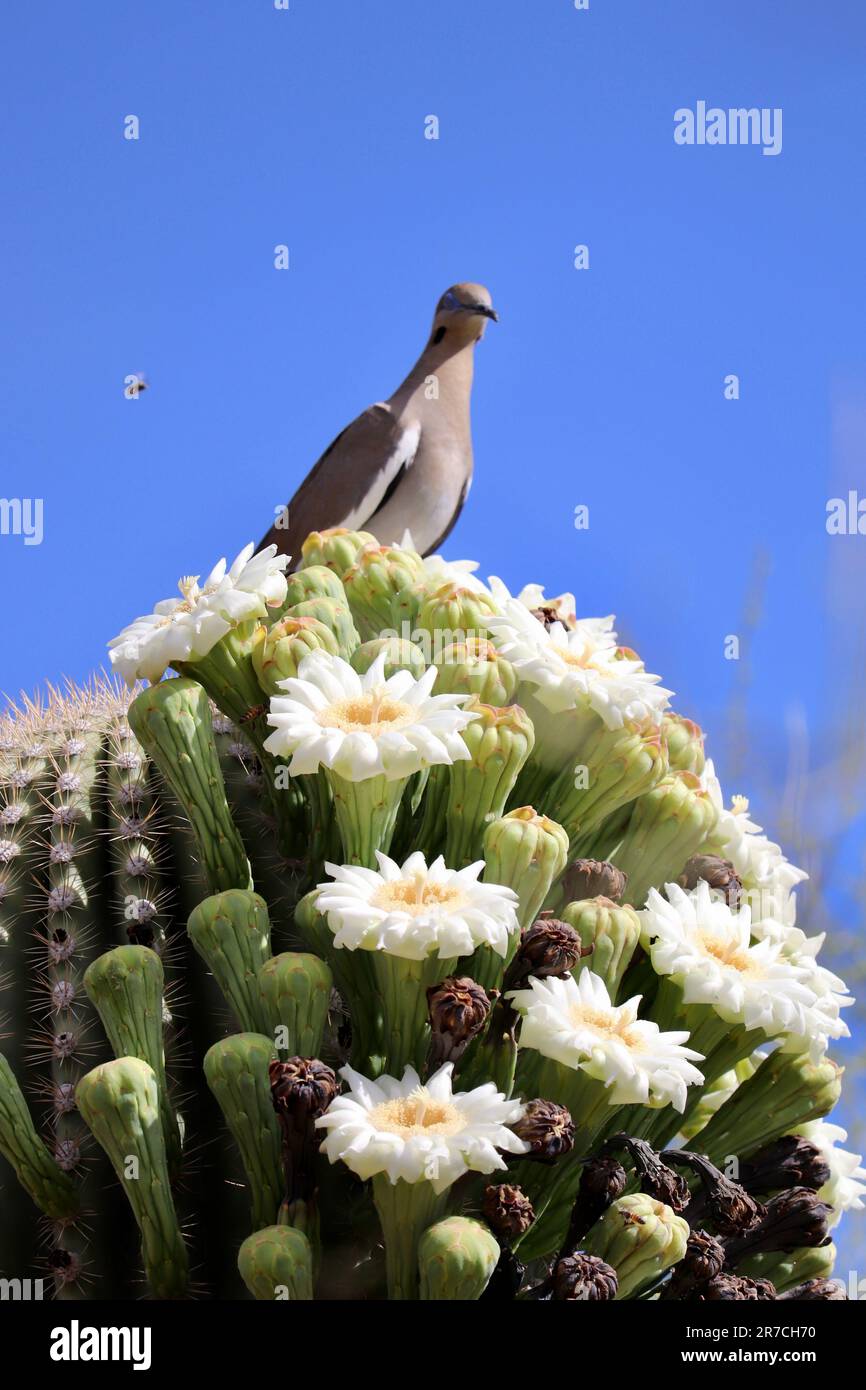 Weißflügeltaube über blühenden Saguaro Cactus im Desert Botanical Garden in Phoenix, Arizona - vertikale Ausrichtung. Stockfoto